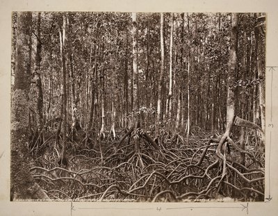 A mangrove swamp, Pachu River, Choiseul, Solomon Group by John Beattie